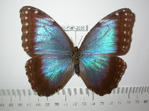  (Morpho helenor carillensis - BC-FMP-2233)  @14 [ ] Copyright (2011) Frank Meister Research Collection of Frank Meister