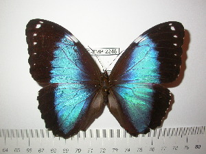  (Morpho helenor achillides - BC-FMP-2248)  @14 [ ] Copyright (2011) Frank Meister Research Collection of Frank Meister