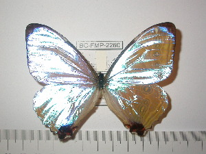  (Morpho sulkowskyi eros - BC-FMP-2260)  @13 [ ] Copyright (2011) Frank Meister Research Collection of Frank Meister