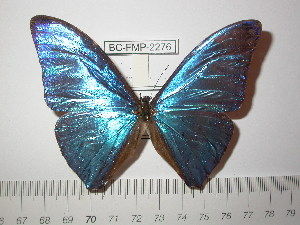  (Morpho marcus marcus - BC-FMP-2276)  @13 [ ] Copyright (2011) Frank Meister Research Collection of Frank Meister