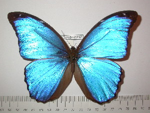  (Morpho godartii tingomariensis - BC-FMP-2287)  @14 [ ] Copyright (2011) Frank Meister Research Collection of Frank Meister