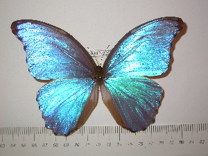  (Morpho godartii assarpei - BC-FMP-2292)  @11 [ ] Copyright (2011) Frank Meister Research Collection of Frank Meister