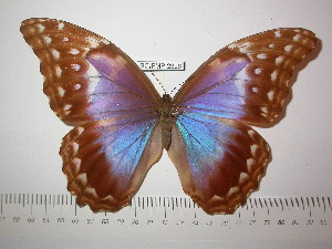  (Morpho godartii - BC-FMP-2306)  @14 [ ] Copyright (2011) Frank Meister Research Collection of Frank Meister