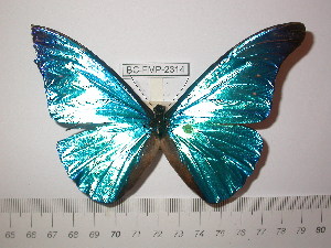  (Morpho rhetenor equatenor - BC-FMP-2314)  @13 [ ] Copyright (2011) Frank Meister Research Collection of Frank Meister