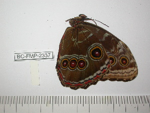  (Morpho helenor izalconensis - BC-FMP-2337)  @12 [ ] Copyright (2011) Frank Meister Research Collection of Frank Meister