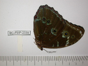 (Morpho deidamia agamedes - BC-FMP-2338)  @11 [ ] Copyright (2011) Frank Meister Research Collection of Frank Meister