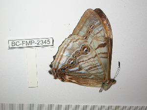  (Morpho sulkowskyi selenaris - BC-FMP-2345)  @12 [ ] Copyright (2011) Frank Meister Research Collection of Frank Meister