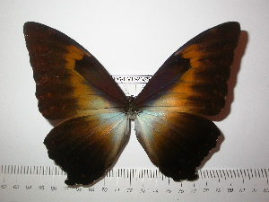  (Morpho cisseis phanodemus - BC-FMP-2355)  @14 [ ] Copyright (2011) Frank Meister Research Collection of Frank Meister