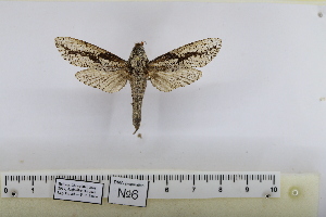  ( - ANNOR006)  @11 [ ] CreativeCommons - Attribution Share-Alike (2026) Unspecified Private collection of Roman Yakovlev