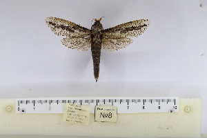  (Morpheis impedita - ANNOR008)  @11 [ ] CreativeCommons - Attribution Share-Alike (2026) Unspecified Private collection of Roman Yakovlev