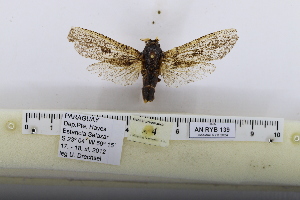  (Morpheis votani - MR-025)  @11 [ ] CreativeCommons - Attribution Share-Alike (2026) Unspecified Private collection of Roman Yakovlev