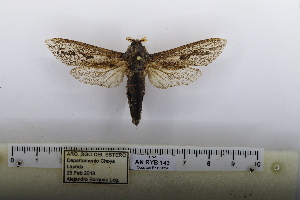  ( - MR-027)  @11 [ ] CreativeCommons - Attribution Share-Alike (2026) Unspecified Private collection of Roman Yakovlev