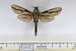  ( - MR-040)  @11 [ ] CreativeCommons - Attribution Share-Alike (2026) Unspecified Private collection of Roman Yakovlev