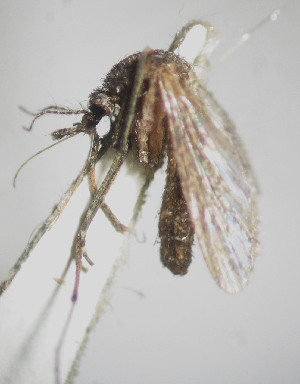  (Mansonia pseudotitillans - CIEC-ER-16-86)  @11 [ ] Copyright (2017) CIEC Centro de Investigaciones Entomológicas de Córdoba