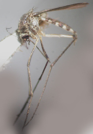  (Aedes protoculex group - CIEC-Fo-17-32)  @11 [ ] Copyright (2017) CIEC Centro de Investigaciones Entomológicas de Córdoba