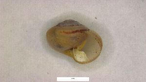  ( - SNMMo174)  @11 [ ] CreativeCommons  Attribution Non-Commercial Share-Alike (2022) Juraj Cacany Slovak National Museum-Natural History Museum