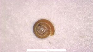  ( - SNMMo237)  @11 [ ] CreativeCommons  Attribution Non-Commercial Share-Alike (2022) Juraj Cacany Slovak National Museum-Natural History Museum