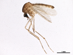  ( - SSAPU-MOS-0042)  @13 [ ] CreativeCommons - Attribution (2019) CBG Photography Group Centre for Biodiversity Genomics