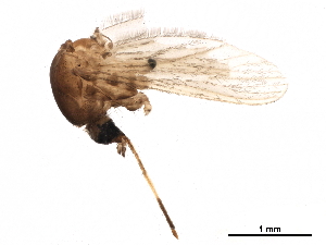  ( - SSAPU-MOS-0043)  @13 [ ] CreativeCommons - Attribution (2019) CBG Photography Group Centre for Biodiversity Genomics