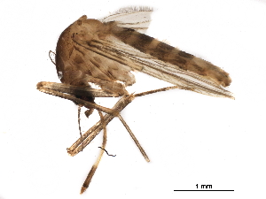  ( - SSAPU-MOS-0048)  @13 [ ] CreativeCommons - Attribution (2019) CBG Photography Group Centre for Biodiversity Genomics