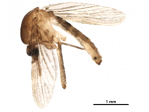  ( - SSAPU-MOS-0050)  @13 [ ] CreativeCommons - Attribution (2019) CBG Photography Group Centre for Biodiversity Genomics
