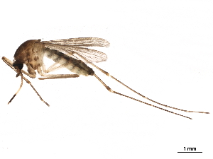  ( - SSAPU-MOS-0069)  @13 [ ] CreativeCommons - Attribution (2019) CBG Photography Group Centre for Biodiversity Genomics