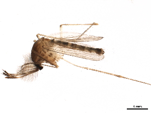  ( - SSAPU-MOS-0071)  @13 [ ] CreativeCommons - Attribution (2019) CBG Photography Group Centre for Biodiversity Genomics