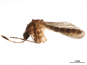  ( - SSAPU-MOS-0072)  @13 [ ] CreativeCommons - Attribution (2019) CBG Photography Group Centre for Biodiversity Genomics