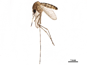  ( - SSAPU-MOS-0085)  @13 [ ] CreativeCommons - Attribution (2019) CBG Photography Group Centre for Biodiversity Genomics