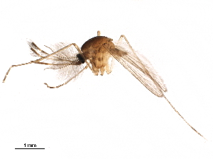  ( - SSAPU-MOS-0089)  @13 [ ] CreativeCommons - Attribution (2019) CBG Photography Group Centre for Biodiversity Genomics