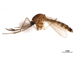  ( - SSAPU-MOS-0091)  @13 [ ] CreativeCommons - Attribution (2019) CBG Photography Group Centre for Biodiversity Genomics