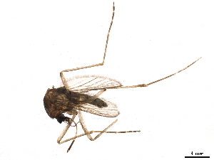  ( - SSAPU-MOS-0093)  @13 [ ] CreativeCommons - Attribution (2019) CBG Photography Group Centre for Biodiversity Genomics