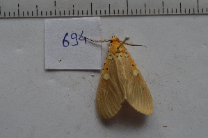  ( - MOTH694)  @12 [ ] Copyright (2013) Aditi S. Shere-Kharwar Paul Hebert Centre for DNA Barcoding and Biodiversity Studies (PHCDBBS)