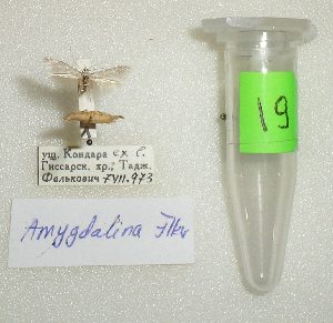  (Coleophora amygdalina - ANIKIN-2011-0019)  @11 [ ] CreativeCommons - Attribution Non-Commercial (2011) Saratov State University Saratov State University