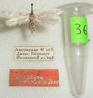  (Coleophora elephantella - ANIKIN-2011-0036)  @12 [ ] CreativeCommons - Attribution Non-Commercial (2011) Saratov State University Saratov State University
