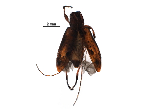  (Sternidius alpha - BIOUG34208-A01)  @14 [ ] CreativeCommons - Attribution (2018) CBG Photography Group Centre for Biodiversity Genomics