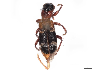  (Thanasimus undatulus undatulus - BIOUG85238-D03)  @11 [ ] CreativeCommons - Attribution (2022) CBG Photography Group Centre for Biodiversity Genomics