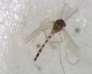  (Labrundinia reniformis - UFSCAR FL-00042)  @13 [ ] CreativeCommons - Attribution (2010) CBG Photography Group Centre for Biodiversity Genomics