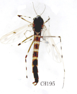  (Stictochironomus sp. 1sc - CH195)  @11 [ ] Unspecified (default): All Rights Reserved (2019) Chao Song Nankai University