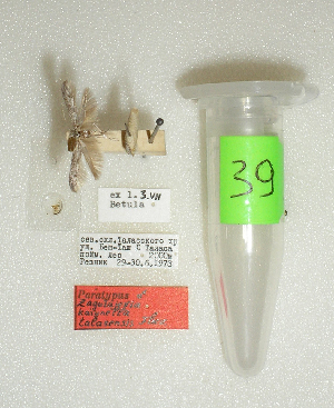  (Coleophora kaiynella talasensis - Anikin-2007-N39)  @11 [ ] Copyright (2007) Jean-Francois Landry Canadian National Collection