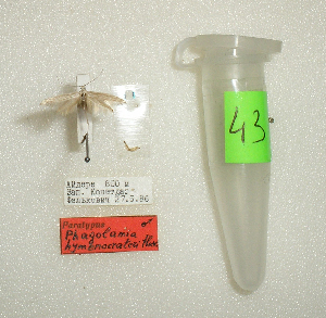  (Coleophora hymenocrateri - Anikin-2007-N43)  @11 [ ] Copyright (2007) Jean-Francois Landry Canadian National Collection