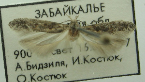  (Gnorimoschema mongolorum - BIDZ-00014)  @11 [ ] Copyright (2012) Aleksei Bidzilya University of Kiev, Ukraine