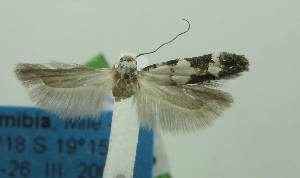  (Pseudotelphusa tornimaculata - MFN-00065)  @11 [ ] Copyright (2012) Aleksei Bidzilya University of Kiev, Ukraine