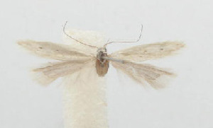  (Caulastrocecis sp. 2 - ZMKU-00036)  @12 [ ] Copyright (2012) Aleksei Bidzilya University of Kiev, Ukraine
