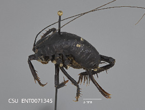  ( - CSU-TJM008)  @11 [ ] CC0 1.0 (Public-domain) (2024) Department of Bioagricultural Sciences C.P. Gillette Museum of Arthropod Diversity, Colorado State University