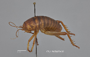  (Styracosceles - CSU-TJM009)  @11 [ ] CC0 1.0 (Public-domain) (2024) Department of Bioagricultural Sciences C.P. Gillette Museum of Arthropod Diversity, Colorado State University