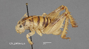  (Daihinibaenetes - CSU-TJM011)  @11 [ ] CC0 1.0 (Public-domain) (2024) Department of Bioagricultural Sciences C.P. Gillette Museum of Arthropod Diversity, Colorado State University
