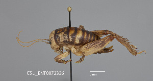  (Daihiniodes hastiferus - CSU-TJM016)  @11 [ ] CC0 1.0 (Public-domain) (2024) Department of Bioagricultural Sciences C.P. Gillette Museum of Arthropod Diversity, Colorado State University