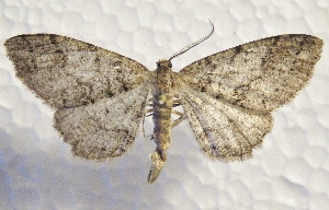  ( - MPG0509-09)  @13 [ ] CreativeCommons - Attribution Non-Commercial Share-Alike (2017) Mat Seidensticker MPG Ranch