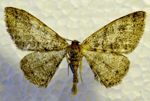  ( - MPG0527-08)  @13 [ ] CreativeCommons - Attribution Non-Commercial Share-Alike (2017) Mat Seidensticker MPG Ranch